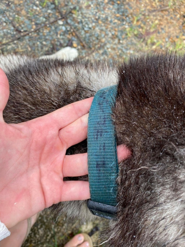 blanche - TROUVEE husky grise foncé et blanche yeux bleus à Koutio le 13/04/2021 Trouv596