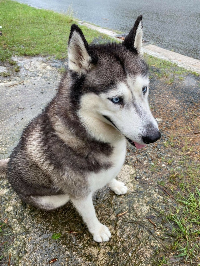 TROUVEE husky grise foncé et blanche yeux bleus à Koutio le 13/04/2021 Trouv597