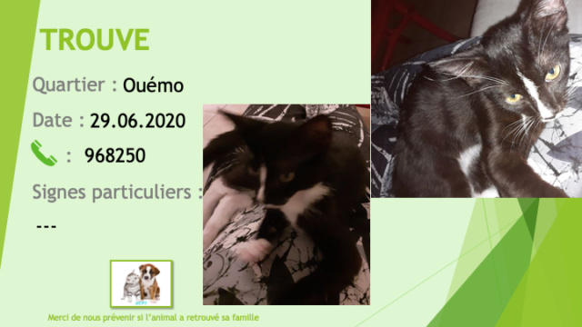 TROUVE chaton noir et blanc à Ouémo le 29/06/2020 Trouv650