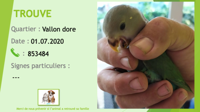 TROUVE perruche verte au Vallon dore le 01/07/2020 Trouv655