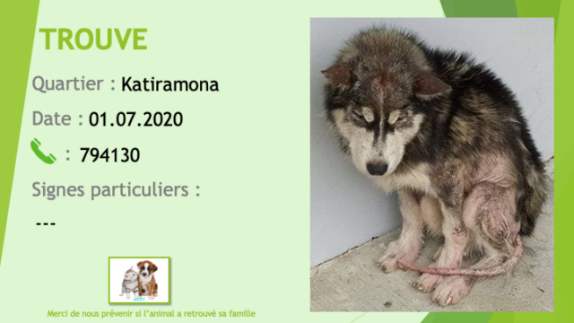 TROUVE jeune husky noir et blanc dans un sale état à Katiramona le 01/07/2020 Trouv656