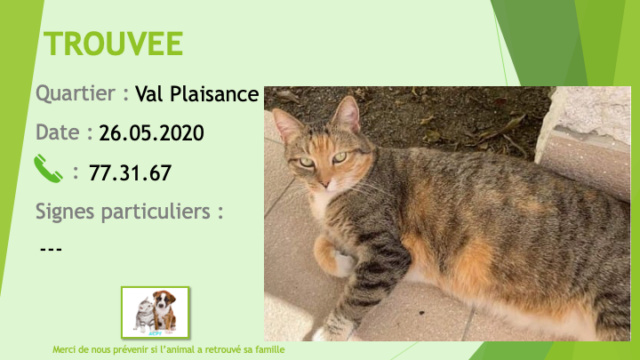TROUVEE chatte tigrée beige noire et rousse à Val Plaisance le 26/05/2020 Trouv659