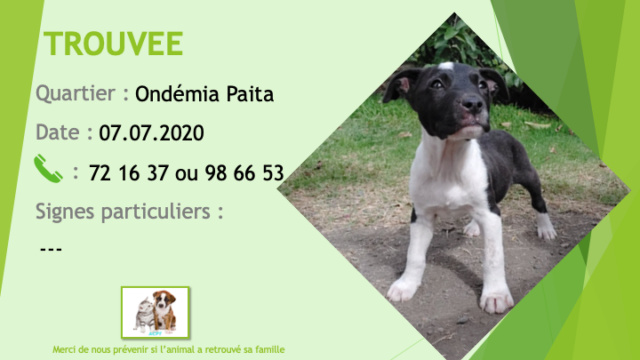TROUVEE chiot femelle noire et blanche à Ondémia Paita le 07.07.2020 Trouv665