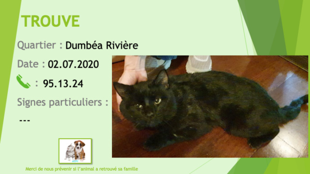TROUVE chat noir à Dumbéa Rivière le 02/07/2020 Trouv679