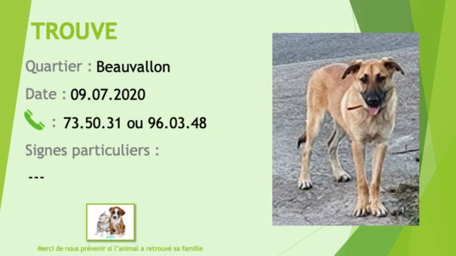 TROUVE chien type berger fauve masque noir oreilles demi tombantes à beauvallon le 09/07/2020 Trouv680