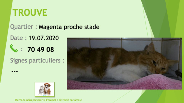 TROUVE chat roux et blanc poils longs à Magenta proche stade le 19/07/2020 Trouv690