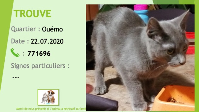 TROUVE jeune chat gris souris type chartreux à Ouémo le 22/07/2020 Trouv699