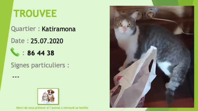chatte - TROUVEE chatte tigrée grise et blanche à Katiramona le 25/07/2020 Trouv701