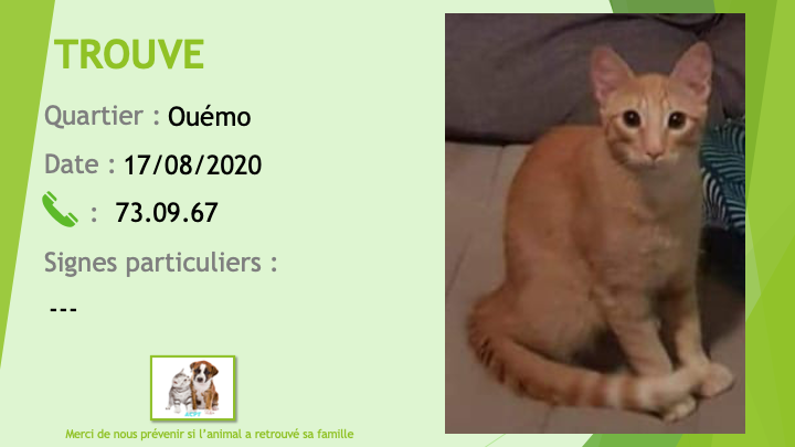 ROUX - TROUVE jeune chat tigré roux à Ouémo le 17/08/2020 Trouv720