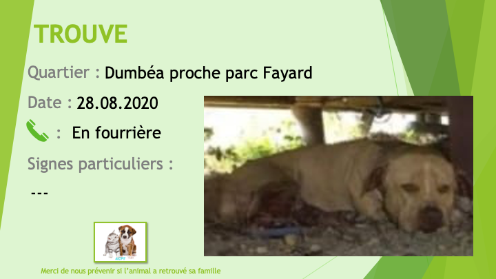 blanche - TROUVE pitbull marron beige liste blanche sur la tête proche Parc Fayard Dumbéa mis à la fourrière le 28/08/2020 Trouv741