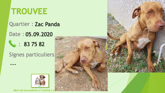 TROUVEE pitbull marron tache blanche poitrail yeux clairs à Zac Panda le 05/09/2020 Trouv767