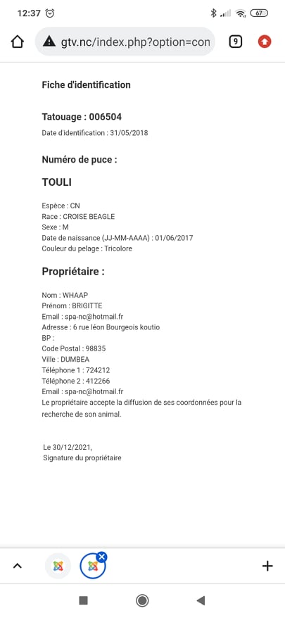 TROUVE TOULI TOULY BEAGLE TATOUÉ 006504 A APOGOTI LE 30/12/2021 Trouv768