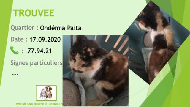 TROUVEE chatte écaille de tortue ou 3 couleur noire beige et blanche à Paita Ondémia le 17/09/2020 Trouv790