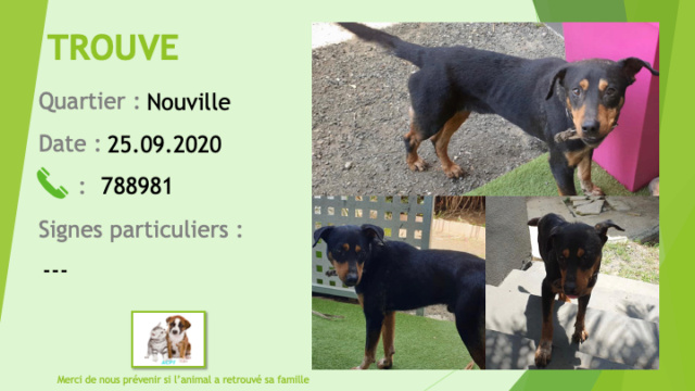 TROUVE chien noir et feu type doberman collier noir avec chiens argentés à Nouville le 25/09/2020  Trouv803