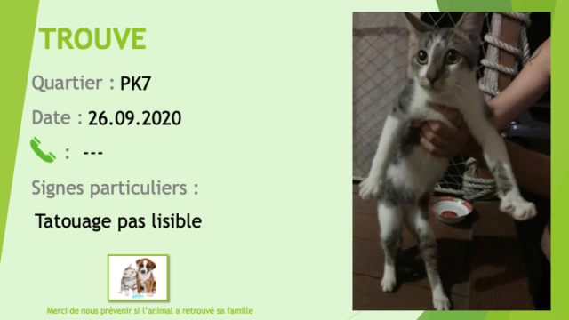 TROUVE chat blanc et tigré gris et noir tatoué (illisible) au PK7 le 26/09/2020 Trouv804