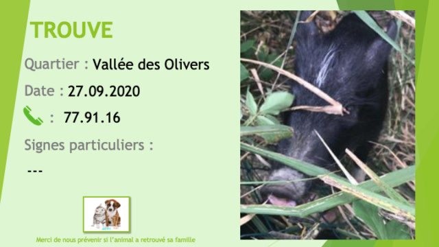 TROUVE cochon noir liste et chaussettes blanches à la Vallée des Oliviers le 27/09/2020 Trouv805