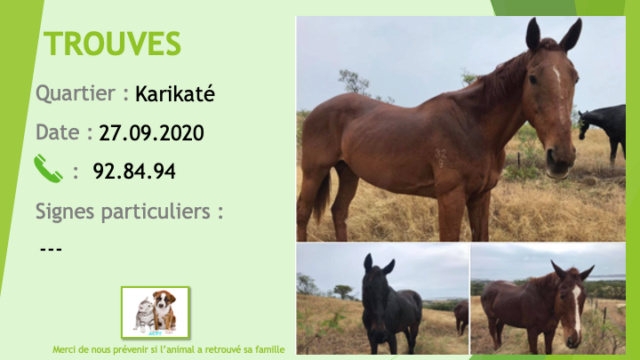 TROUVES 3 chevaux hongre noir, jument et hongre alezans à Karikaté le 27/09/2020 Trouv806