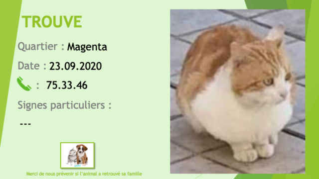TROUVE chat tigré roux et blanc à Magenta le 23/09/2020 Trouv813
