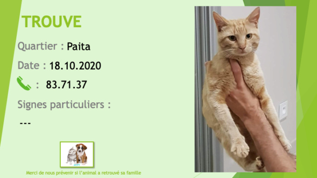 TROUVE chat tigré sable à Paita le 18/10/2020 Trouv851
