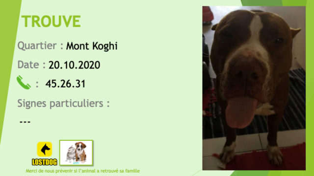 pitbull - TROUVE pitbull fauve (marron) bout de nez liste, chaussettes et poitrail blancs au Mont Koghi le 20/10/2020 Trouv854