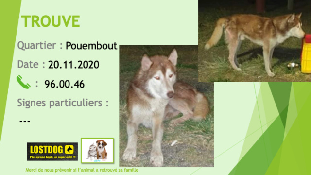 TROUVE ROUQUIN husky roux et blanc à Pouembout le 20/11/2020 Trouv899
