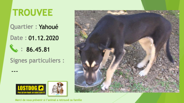 beauceron - TROUVEE jeune chienne de 5 mois noire et beige type beauceron à Yahoué le 30/11/2020 Trouv908