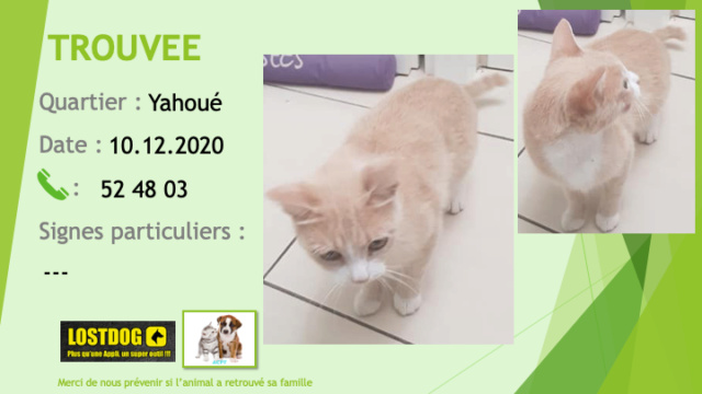 chatte - TROUVEE jeune chatte beige clair et blanche à Yahoué le 10/12/2020 Trouv926