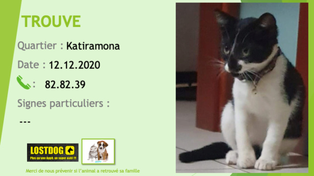 TROUVE chaton noir et blanc collier avec clochette à Katiramona Dumbéa le 12/12/2020 Trouv929