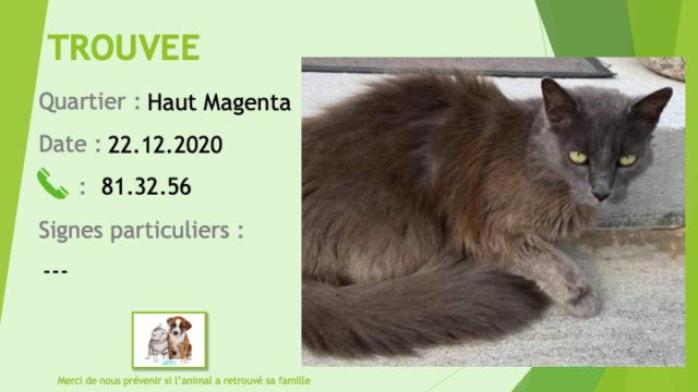 chatte - TROUVEE chatte grise foncé poils longs à Haut Magenta le 22/12/2020 Trouv944