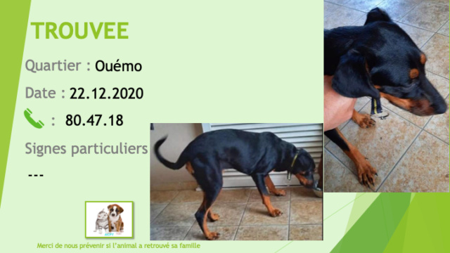 TROUVEE doberman oreilles et queue non coupées à Ouémo le 22/12/2020 Trouv945