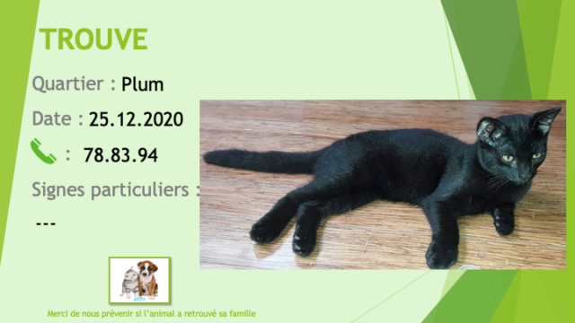 TROUVE chat noir à Plum le 25/12/2020 Trouv964