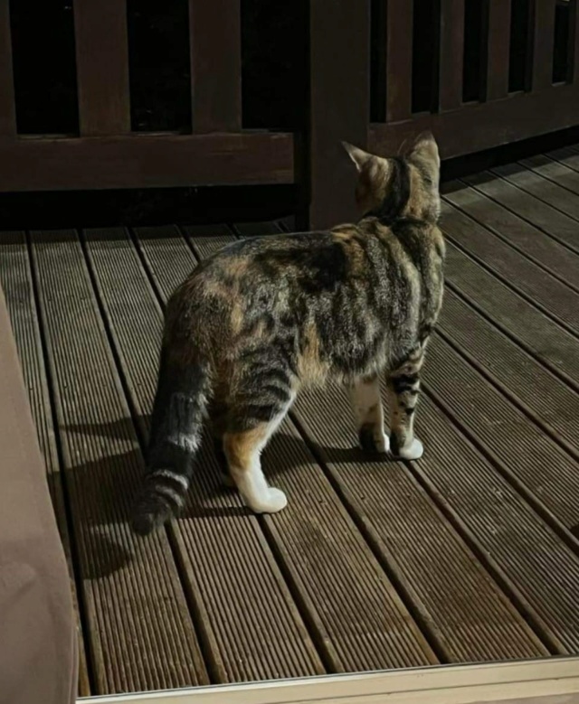 TROUVEE chatte tigrée sable et noire avec du blanc au poitrail et chaussettes à Boulari le 25.08.2022 Trouv973