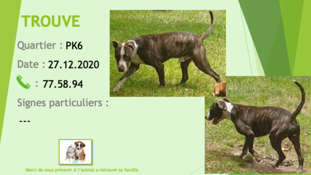 TROUVE chien bringé et cou poitrail, liste, nez et chaussettes blancs au PK6 le 27/12/2020 Trouv981