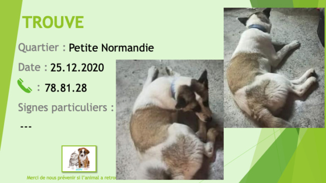 chien - TROUVE chien marron et blanc type akita à Petite Normandie le 25/12/2020 Trouv982