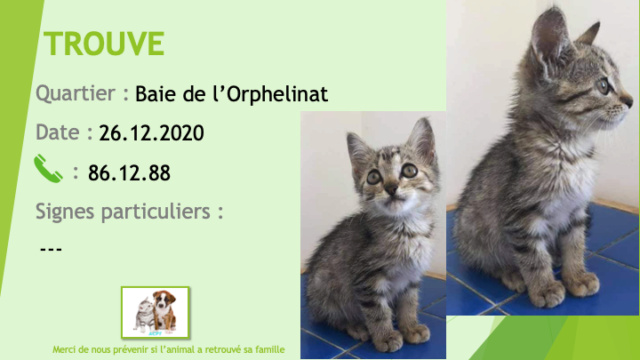 Trouvée chaton femelle  2 mois gris tigrée baie de l'orphelinat le 26/12/2020 Trouv990