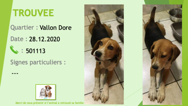 TROUVEE beagle au Vallon Dore le 24/12/2020 Trouv996