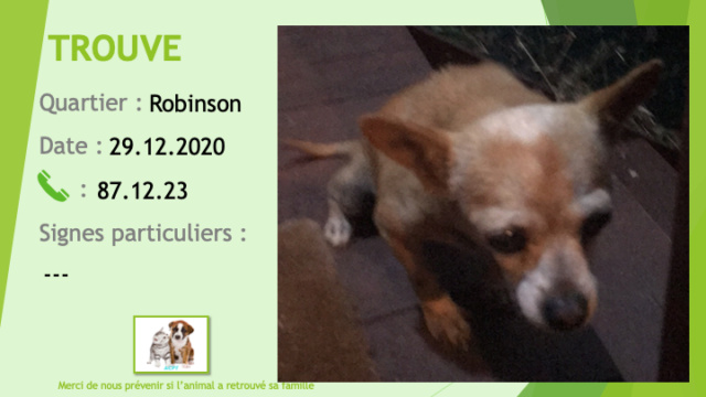 marron - TROUVE chihuahua couleur fauve (marron clair) nez blanchi à Robinson le 29/12/2020 Trouv999