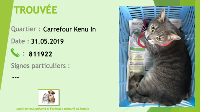 chatte - TROUVEE chatte grise légèrement tigrée à Carrefour Kenu In le 31/05/2019 Trouve25
