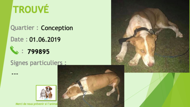 TROUVE chien  croisé pitbull beige (fauve) et blanc yeux clairs à la Conception le 01/06/2019 Trouve30