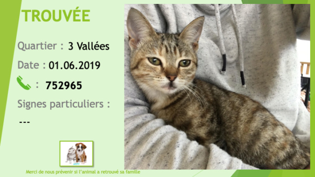 chatte - TROUVEE chatte tigrée aux 3 vallées le 01/06/2019 Trouve32
