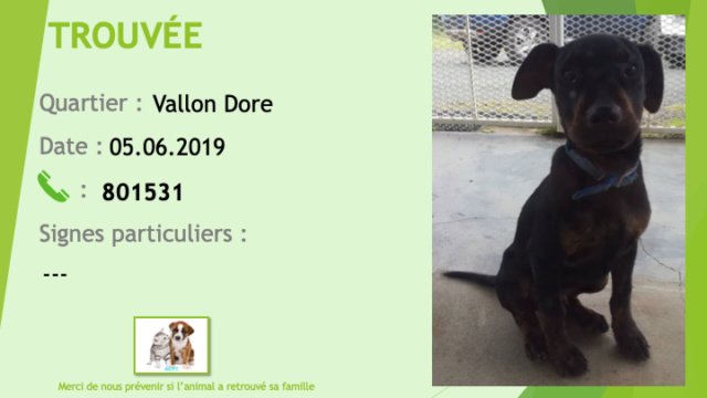 TROUVE chiot beauceron? noire et feu au Vallon Dore le 05/06/2019 Trouve37
