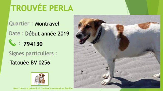 TROUVEE PERLA chienne fauve et blanche tatouée BV0256 à Montravel début d'année 2019 Trouve42