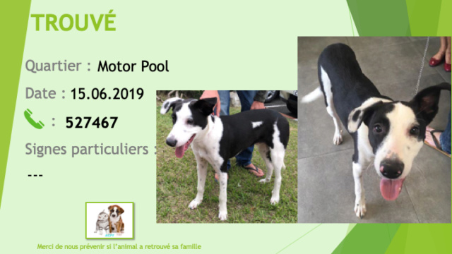 chien - TROUVE chien noir et blanc au Motor Pool le 15/06/2019 Trouve49