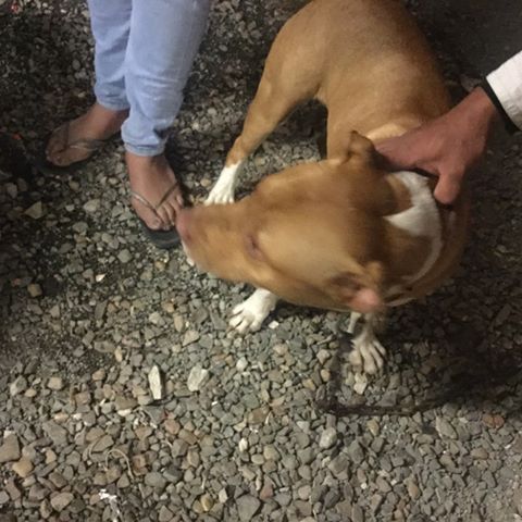 TROUVE pitbull fauve chaussettes, tâche poitrail et cou blancs à Paita le 24/08/2019 Trouve64