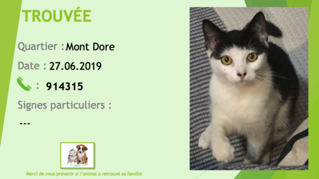 TROUVEE chatte noire et blanche au Mont Dore le 27/06/2019 Trouve64