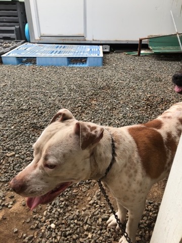 TROUVE pitbull blanc tacheté de fauve (beige) chaîne au cou à Green Valley le 30/08/2019 Trouve75
