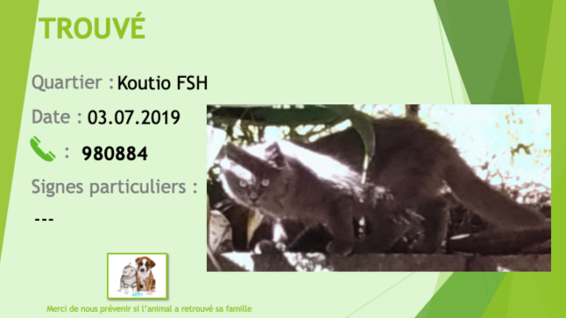 TROUVE jeune chat gris souris poils mi-longs à Koutio FSH le 03/07/2019 Trouve78