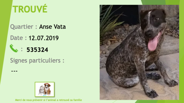 chien - TROUVE bouvier australien (chien bleu) à l'Anse Vata le 12/07/2019 Trouve93