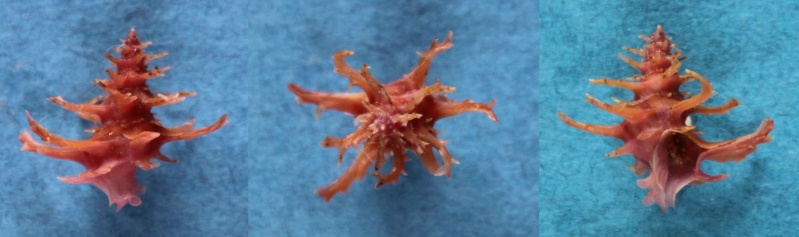 Babelomurex fruticosus (Kosuge, 1979)  Panor106