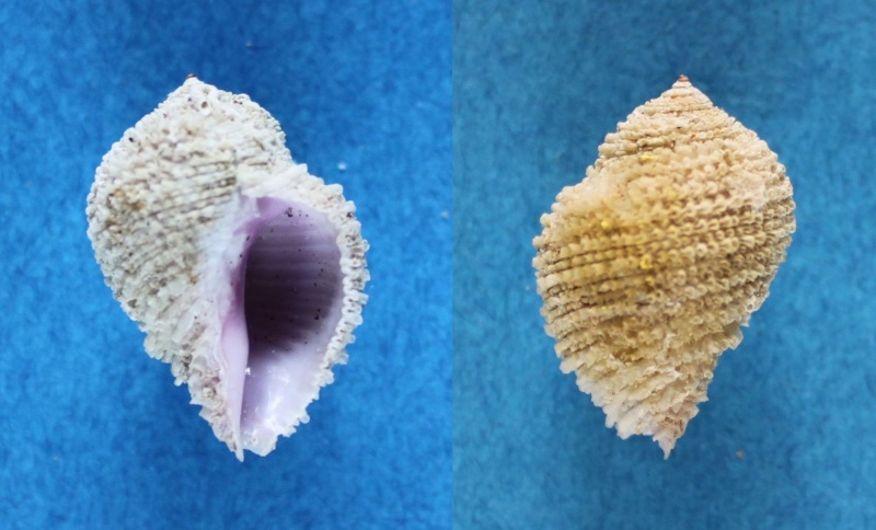 Coralliophila radula - (A. Adams, 1855) Panor117